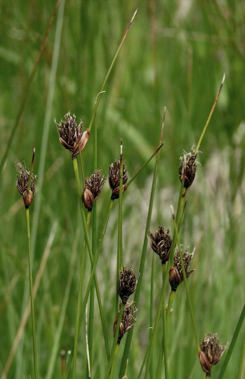 inflorescence