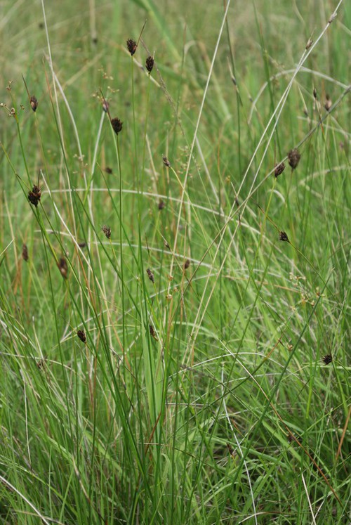 Plante entière