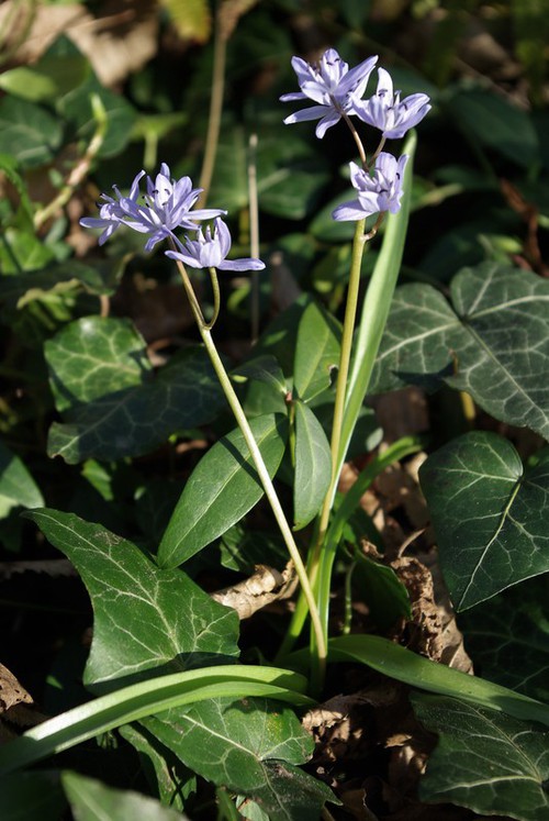 Scilla bifolia