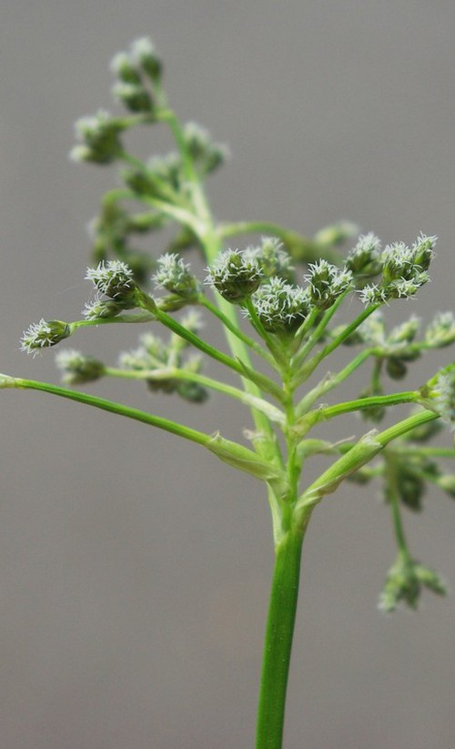 détail fleur