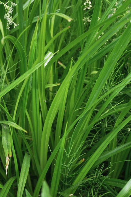 feuille