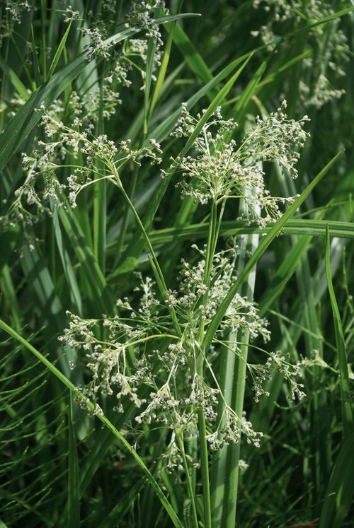 inflorescence