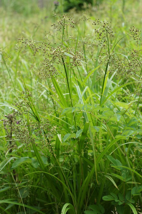 Plante entière