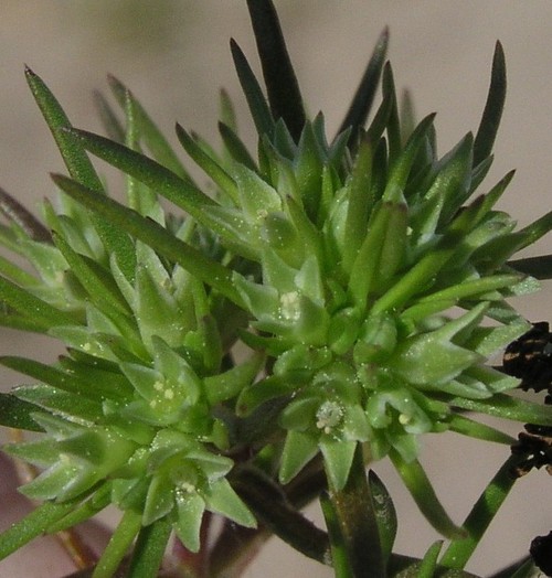 inflorescence