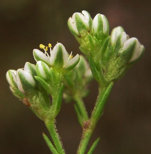 inflorescence