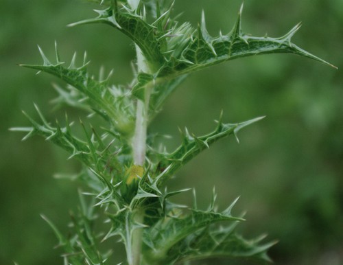 feuille