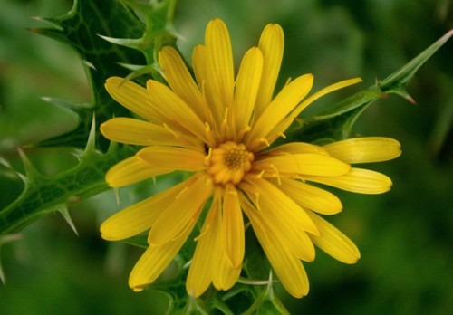 inflorescence