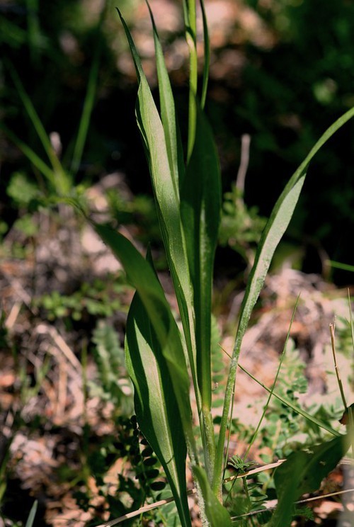 feuille