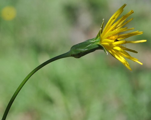 inflorescence