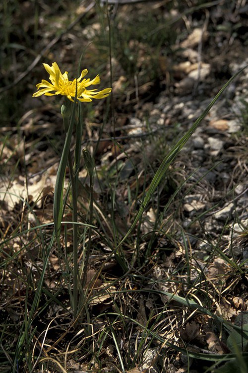 Plante entière