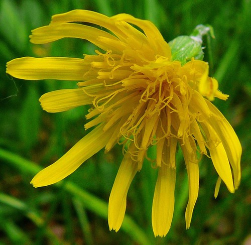 détail inflorescence