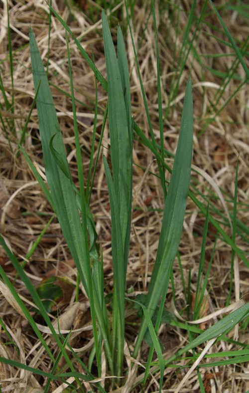 feuille