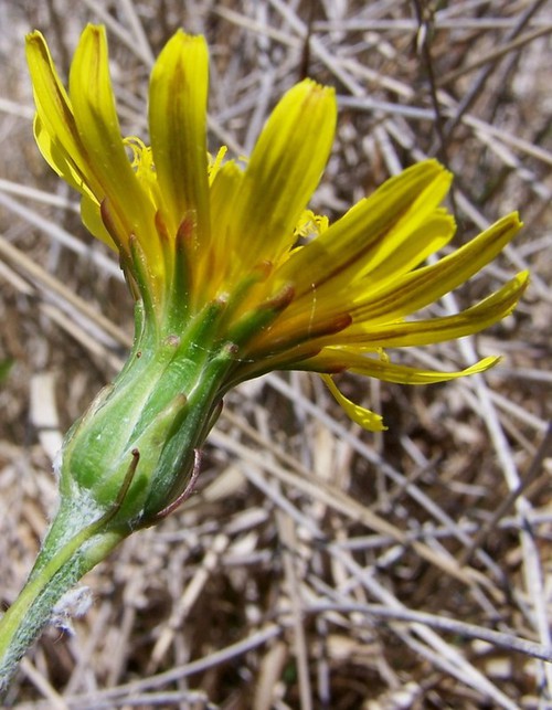 inflorescence