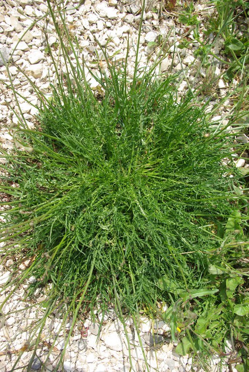 feuille basale