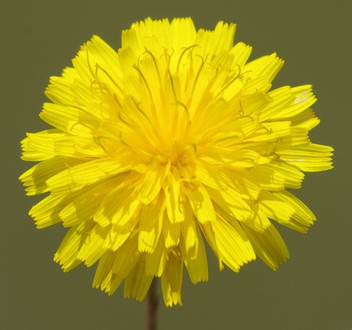 inflorescence