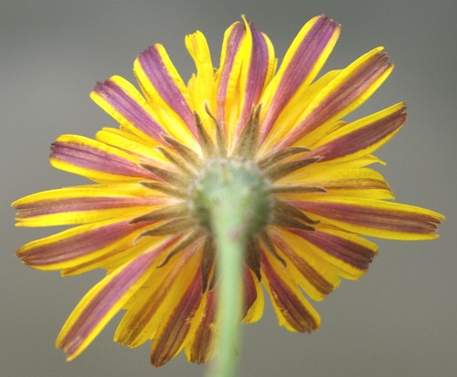 revers fleurs ligulées