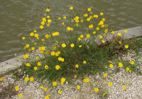 Plante entière
