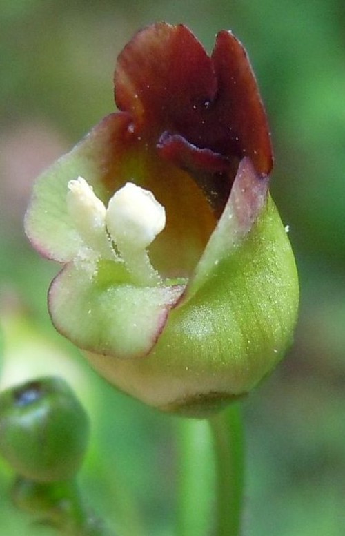 détail fleur