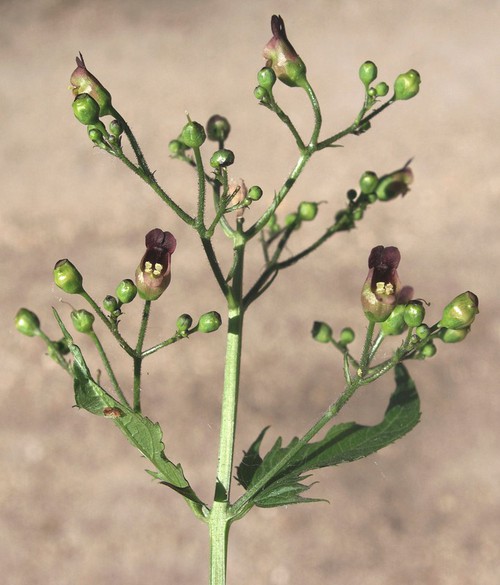 inflorescence