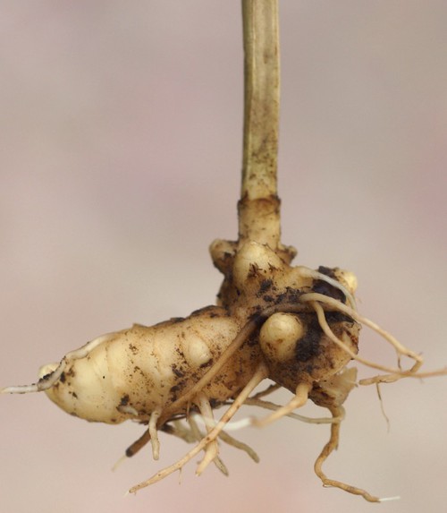tubercules