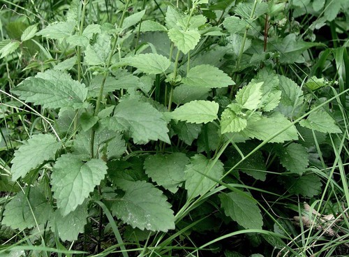 feuille