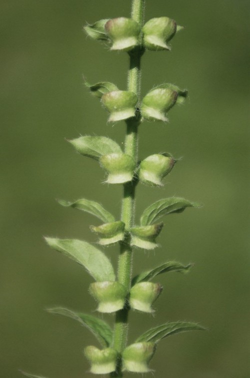 fruit