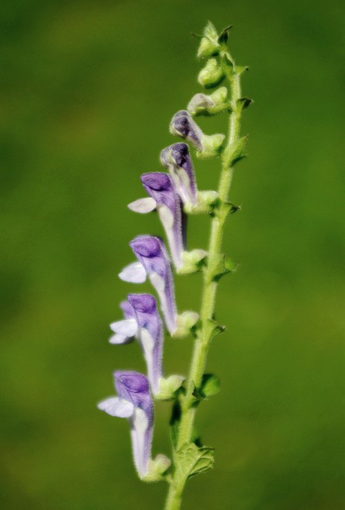 inflorescence