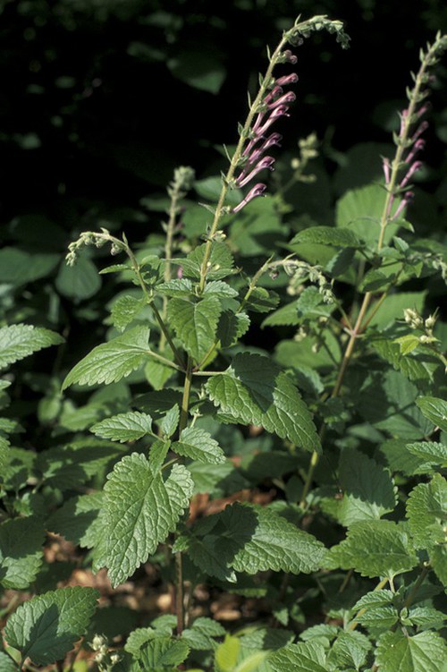 Plante entière