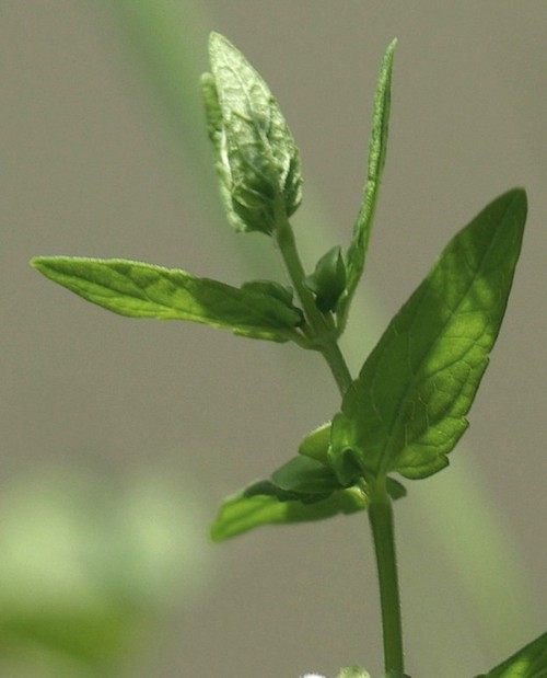 feuille
