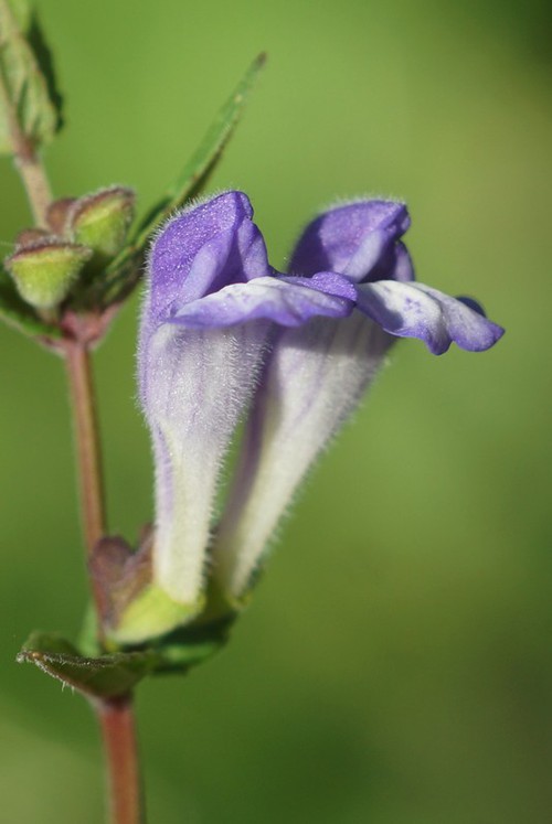fleur
