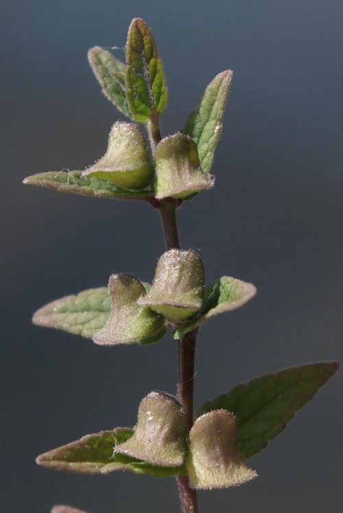fruit