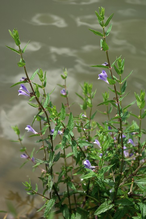 Plante entière