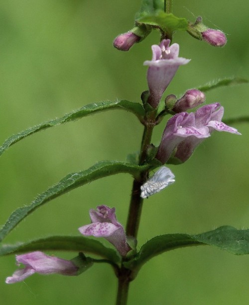 fleur