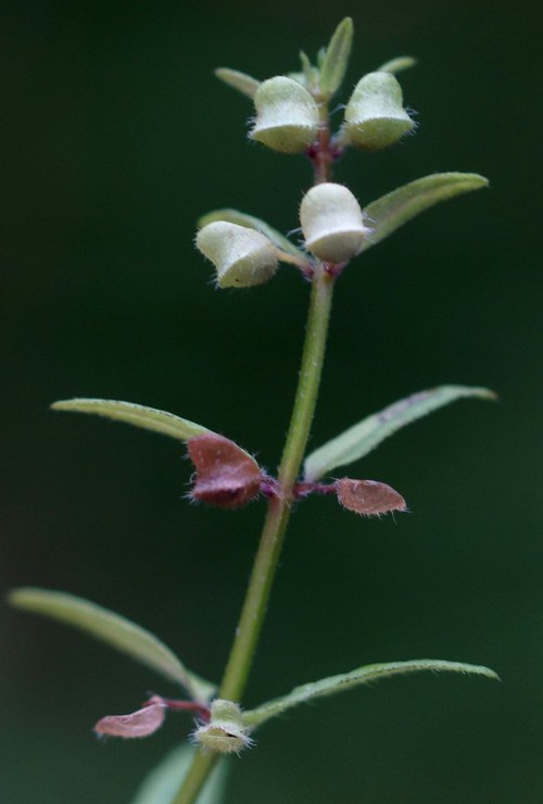 fruit