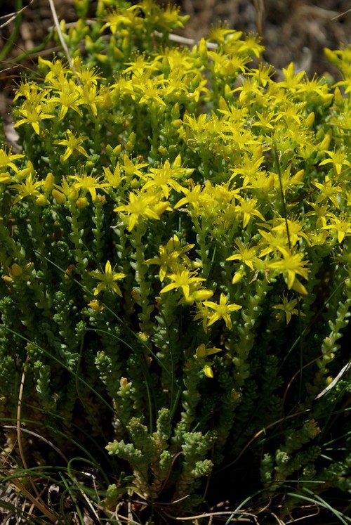 Plante entière