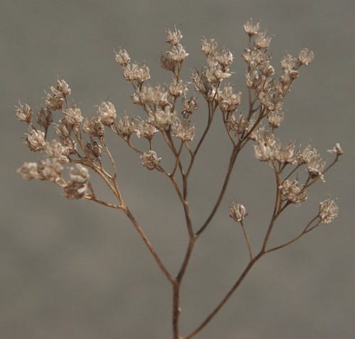 détail fruit