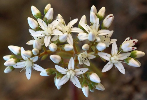 inflorescence