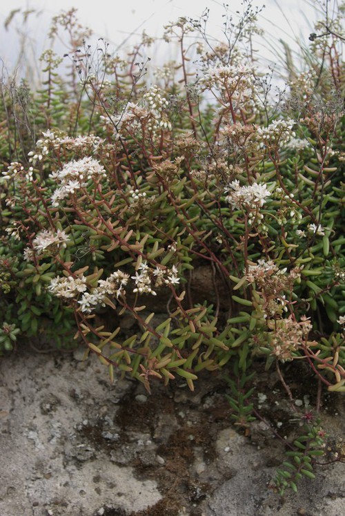 Plante entière