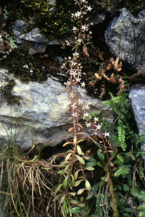 inflorescence