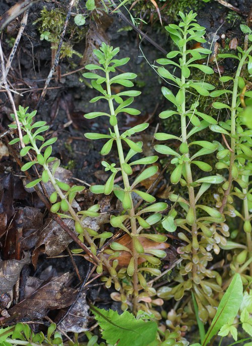 Plante entière