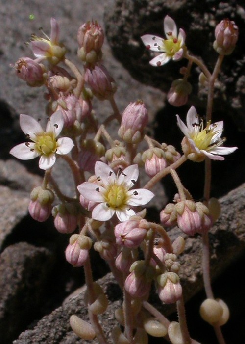 inflorescence