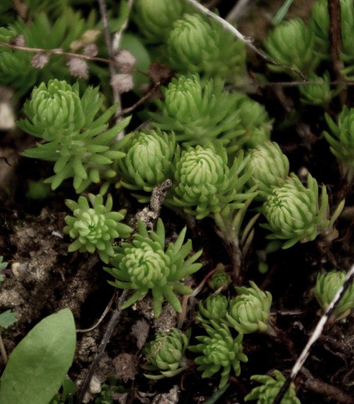 Plante entière