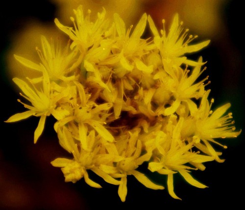 inflorescence