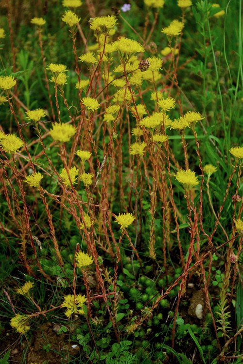 Plante entière