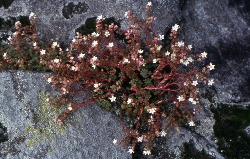 Plante entière