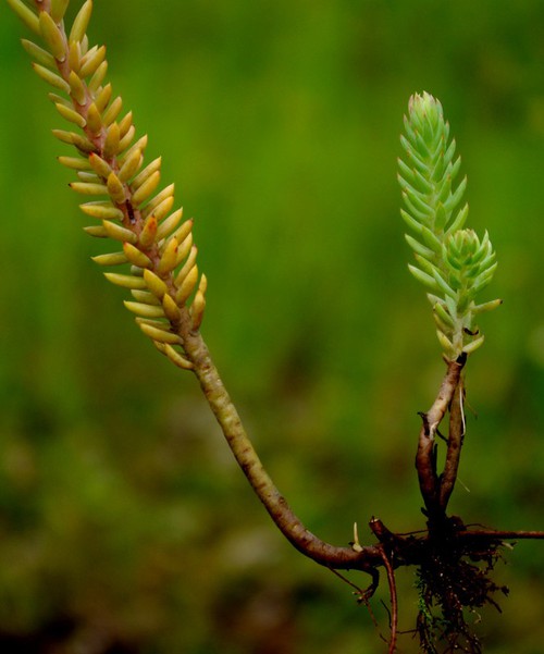 Plante entière