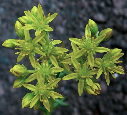 inflorescence