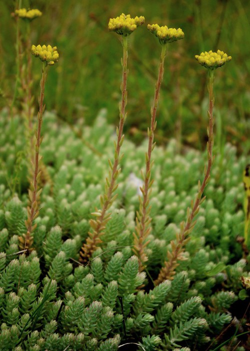 Plante entière