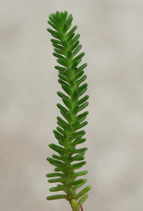 détail feuille