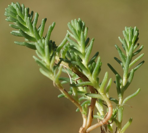 feuille